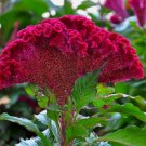 High Germination Rate 1000 Celosia Cristata Seeds Flower Seeds