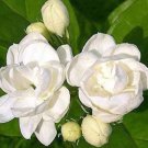Unique Plants Rare Varieties Jasmine Plant 25 Seeds Indoor/Outdoor Herbal Plant