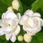 Unique Plants Rare Varieties Jasmine Plant 25 Seeds Indoor/Outdoor Herbal Plant