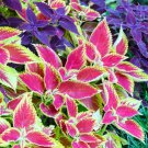 500 High Diversity Mixed Color Perennial Seeds Create A Beautiful Rainbow In Pots