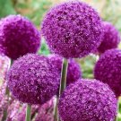 100 Allium Giganteum Seeds Ornamental Perennial Flower Seeds