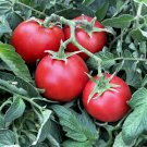 TSN 50 Seeds ACE 55 TOMATO SEEDS FRESH VEGETABLE GARDENS