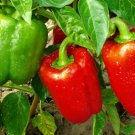 TSN 30 SEEDS YOLO WONDER PEPPER SEEDS FRESH GARDEN TSN 30 SEEDS YOLO WONDER PEPPER SEEDS FRESH GARDEN