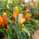 TSN 30 SEEDS SWEET PICKLE PEPPER SEEDS FRESH GARDEN