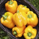 TSN 30 SEEDS GOLDEN CALI WONDER PEPPER SEEDS FRESH GARDEN TSN 30 SEEDS GOLDEN CALI WONDER PEPPER SEEDS FRESH GARDEN