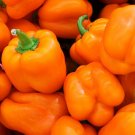 TSN 30 SEEDS ORANGE SUN PEPPER SEEDS FRESH GARDEN TSN 30 SEEDS ORANGE SUN PEPPER SEEDS FRESH GARDEN
