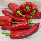 TSN 30 SEEDS MARCONI PEPPER SEEDS FRESH GARDEN TSN 30 SEEDS MARCONI PEPPER SEEDS FRESH GARDEN