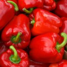 TSN 30 SEEDS BIG RED SWEET PEPPER SEEDS FRESH GARDEN TSN 30 SEEDS BIG RED SWEET PEPPER SEEDS FRESH GARDEN