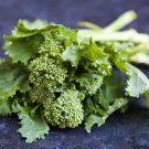 TSN 250 SEEDS EARLY FALL RAPINI BROCCOLI SEEDS FRESH GARDENS