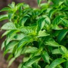 TSN 150 SEEDS LIME BASIL SEEDS FRESH GARDEN TSN 150 SEEDS LIME BASIL SEEDS FRESH GARDEN