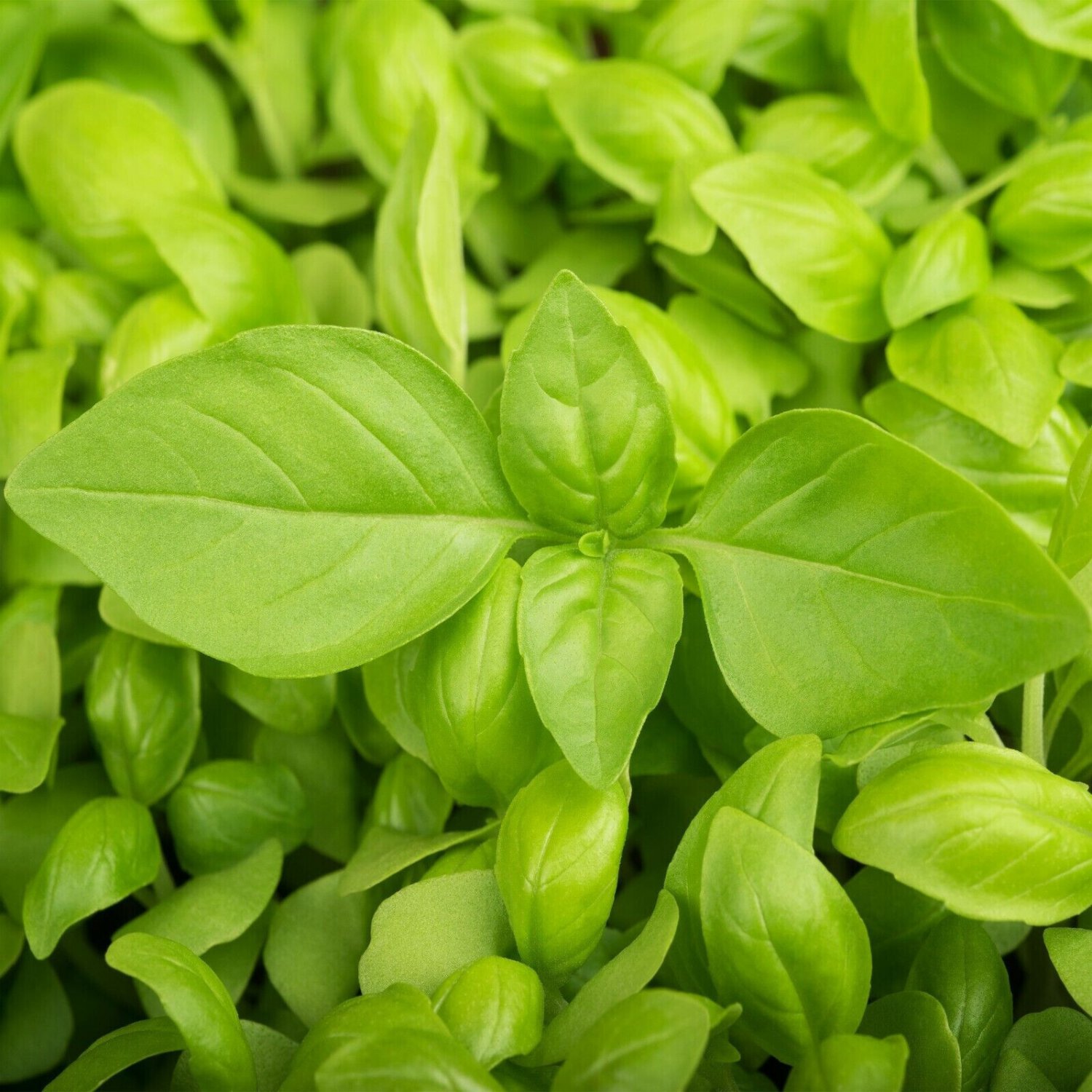 TSN 150 SEEDS LEMON BASIL HERB SEEDS FRESH GARDENS