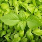 TSN 150 SEEDS LEMON BASIL HERB SEEDS FRESH GARDENS