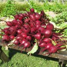 TSN 750 SEEDS EARLY WONDER BEET SEEDS FRESH GARDENS SHIPS QUICK TSN 750 SEEDS EARLY WONDER BEET SEEDS FRESH GARDENS SHIPS QUICK