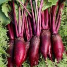TSN 200 SEEDS CYLINDRA BEET SEEDS FRESH GARDENS SHIPS QUICK TSN 200 SEEDS CYLINDRA BEET SEEDS FRESH GARDENS SHIPS QUICK