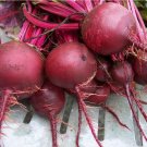 TSN 200 SEEDS DETROIT DARK RED BEET SEEDS FRESH GARDENS SHIPS QUICK TSN 200 SEEDS DETROIT DARK RED BEET SEEDS FRESH GARDENS SHIPS QUICK