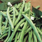 TSN 25 SEEDS BLUE LAKE GREEN BUSH BEAN SEEDS. FRESH VEGETABLE GARDENS