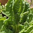 TSN 50 SEEDS PERPETUAL SPINACH SWISS CHARD SEEDS FRESH GARDENS