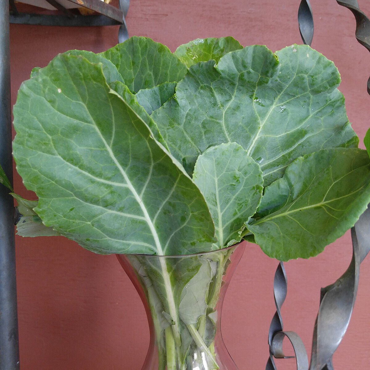 TSN 250 SEEDS MORRIS HEADING COLLARD SEEDS FRESH GARDENS