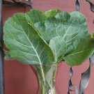 TSN 250 SEEDS MORRIS HEADING COLLARD SEEDS FRESH GARDENS