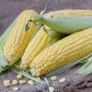 TSN 50 SEEDS HONEY SELECT HYBRID SWEET CORN SEEDS FRESH GARDENS TSN 50 SEEDS HONEY SELECT HYBRID SWEET CORN SEEDS FRESH GARDENS