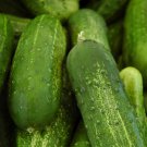 TSN 50 SEEDS CAROLINA HYBRID CUCUMBER SEEDS FRESH GARDEN TSN 50 SEEDS CAROLINA HYBRID CUCUMBER SEEDS FRESH GARDEN