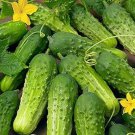 TSN 50 SEEDS CUCUMBER SMR58 WISCONSIN PICKLING  SEEDS FRESH FOR GARDENS