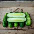 TSN 25 SEEDS CALYPSO HYBRID CUCUMBER SEEDS FRESH FOR GARDENS