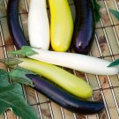TSN 50 SEEDS ORIENTAL FINGERLINGS EGGPLANT SEEDS FRESH GARDEN