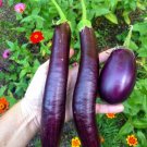 TSN  50 SEEDS EGGPLANT LONG PURPLE SEEDS FRESH FOR YOUR VEGETABLE GARDEN