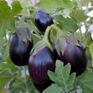 TSN 50 SEEDS BLACK BEAUTY EGGPLANT SEEDS FRESH GARDENS TSN 50 SEEDS BLACK BEAUTY EGGPLANT SEEDS FRESH GARDENS