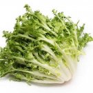 TSN  500 SEEDS GREEN CURLED RUFFEC ENDIVE SEEDS FRESH FOR GARDENS