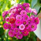 TSN  250 SEEDS ZINNIA PURPLE PRINCE SEEDS FRESH FLOWER GARDENS