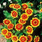 TSN  250 SEEDS ZINNIA SOMBRERO SEEDS FRESH FLOWER GARDENS