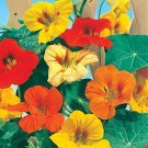 TSN  25 SEEDS TALL NASTURTIUM SEEDS FRESH FOR GARDENS
