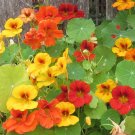 TSN  25 SEEDS JEWEL NASTURTIUM SEEDS FRESH FLOWER GARDENS