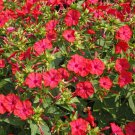 TSN  25 SEEDS RED FOUR O'CLOCK SEEDS FRESH FLOWER GARDENS