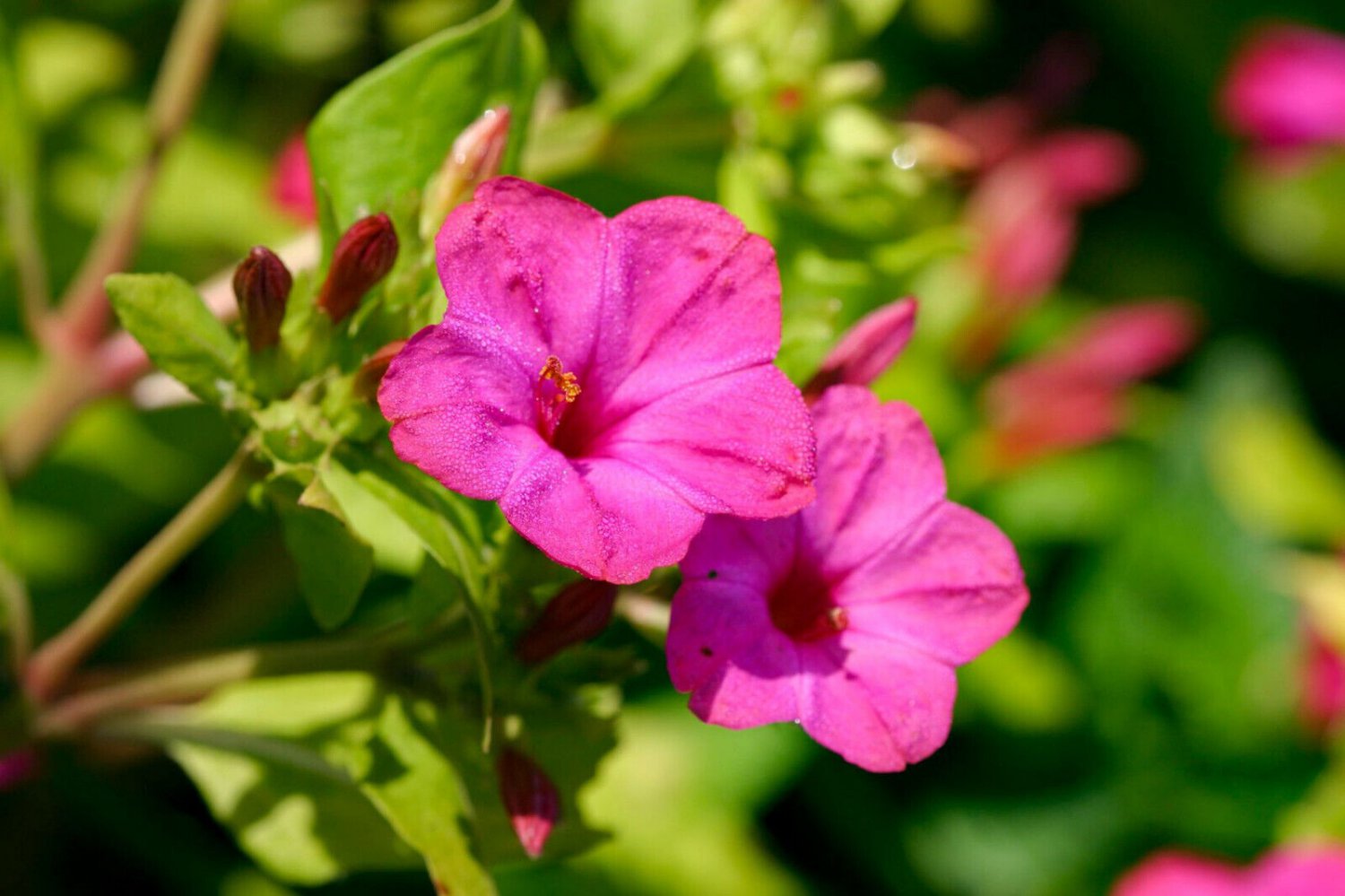 TSN  25 SEEDS PINK FOUR O'CLOCK SEEDS FRESH FLOWER GARDENS