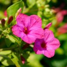 TSN  25 SEEDS PINK FOUR O'CLOCK SEEDS FRESH FLOWER GARDENS