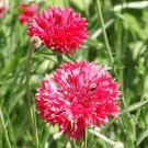 TSN  250 SEEDS TALL RED BACHELOR BUTTON SEEDS CORNFLOWER FRESH FLOWER GARDENS
