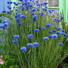 TSN  250 SEEDS TALL BLUE BACHELOR BUTTON SEEDS CORNFLOWER FRESH FLOWER GARDENS