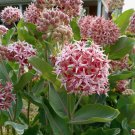 TSN  75 SEEDS SHOWY MILKWEED BUTTERFLY WEED SEEDS FRESH FLOWER GARDENS