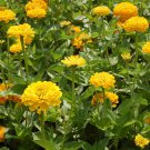 TSN  250 SEEDS CANARY BIRD ZINNIA SEEDS FRESH FLOWER GARDENS