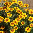 TSN 300 SEEDS FRENCH MARIGOLD DAINTY MARIETTE SEEDS FRESH GARDENS TSN 300 SEEDS FRENCH MARIGOLD DAINTY MARIETTE SEEDS FRESH GARDENS