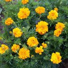 TSN 300 SEEDS AFRICAN MARIGOLD CRACKERJACK SEEDS FRESH GARDENS