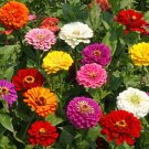 TSN 250 SEEDS ZINNIA CALIFORNIA GIANT SEEDS FRESH GARDENS