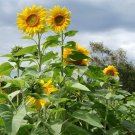 TSN 40 SEEDS MAMMOTH GREY STRIP SUNFLOWER SEEDS FRESH GARDENS