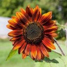 TSN 100 SEEDS VELVET QUEEN SUNFLOWER SEEDS FRESH GARDENS