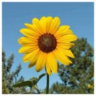 TSN 250 SEEDS WILD ANNUAL SUNFLOWER SEEDS FRESH GARDENS TSN 250 SEEDS WILD ANNUAL SUNFLOWER SEEDS FRESH GARDENS