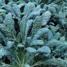 TSN 250 SEEDS LACINATO DINOSAUR KALE SEEDS FRESH GARDENS