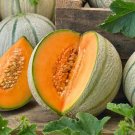 TSN 25 SEEDS TUSCANY MELON SEEDS FRESH FOR GARDENS